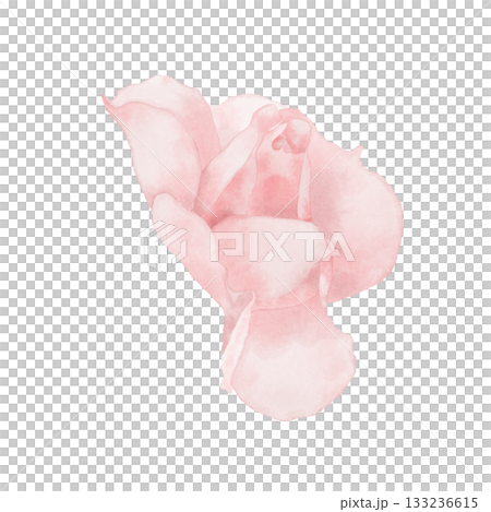 Watercolor illustration with a pink rose flower, a delicate soft colors 133236615