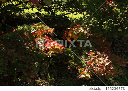 【青森県】モミジの紅葉 133236878