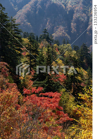 凌雲閣の絶景紅葉 133236954