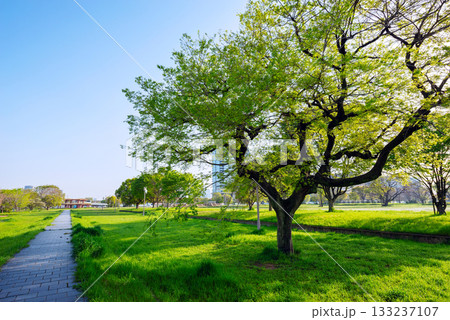 朝の難波宮跡公園 朝の難波宮跡公園 133237107