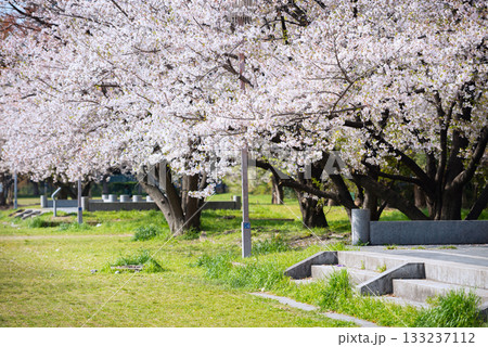 春の難波宮跡公園 春の難波宮跡公園 133237112