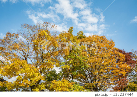 秋の鴨川風景 黄葉した木々 秋の鴨川風景 黄葉した木々 133237444