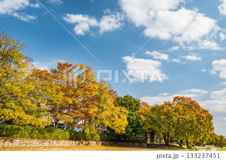 秋の鴨川風景 黄葉した木々 秋の鴨川風景 黄葉した木々 133237451