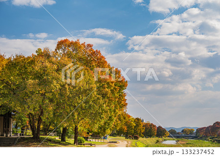 秋の鴨川風景 黄葉した木々 秋の鴨川風景 黄葉した木々 133237452