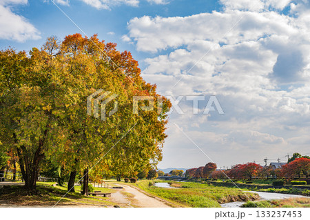 秋の鴨川風景 黄葉した木々 秋の鴨川風景 黄葉した木々 133237453