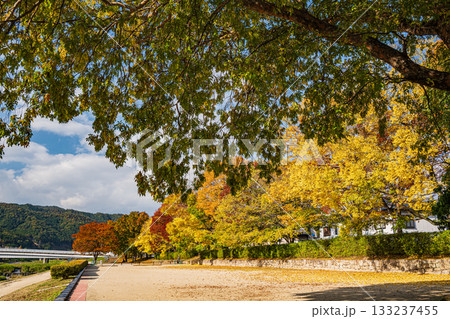 秋の鴨川風景 黄葉した木々 秋の鴨川風景 黄葉した木々 133237455