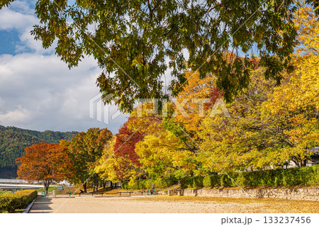 秋の鴨川風景　黄葉した木々 133237456