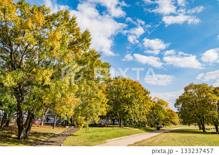 秋の鴨川風景　黄葉した木々 133237457