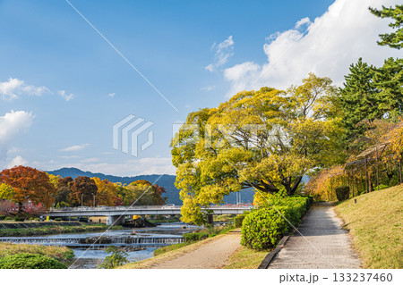秋の鴨川風景　黄葉した木々 133237460