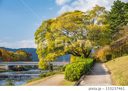 秋の鴨川風景　黄葉した木々 133237461