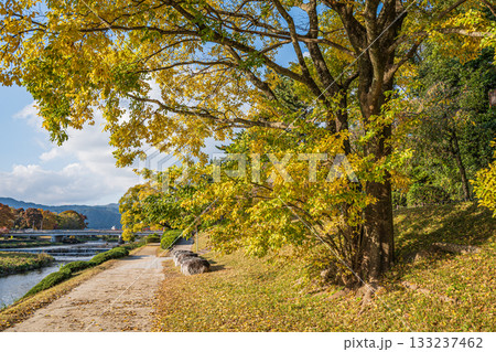 秋の鴨川風景 黄葉した木々 秋の鴨川風景 黄葉した木々 133237462