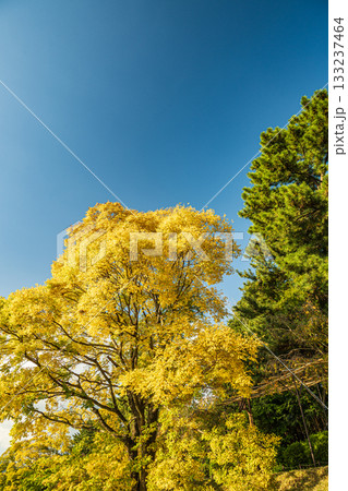 秋の鴨川風景　黄葉した木々 133237464