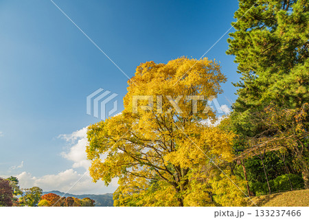 秋の鴨川風景 黄葉した木々 秋の鴨川風景 黄葉した木々 133237466