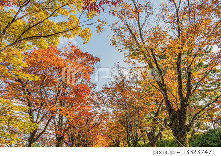 京都府立植物園前の鮮やかに黄葉したケヤキ並木 133237471