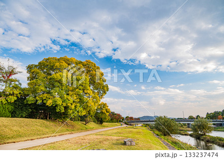 秋の鴨川風景　黄葉した大木 133237474