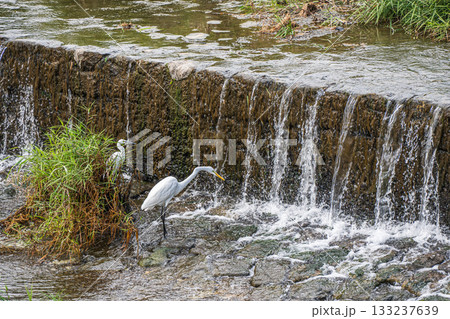 堰の下で獲物を狙うシラサギ（ダイサギ）　京都市鴨川 133237639