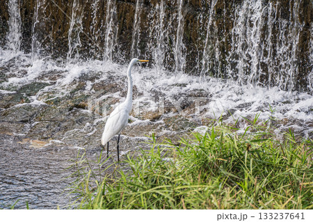 堰の下で獲物を狙うシラサギ（ダイサギ）　京都市鴨川 133237641