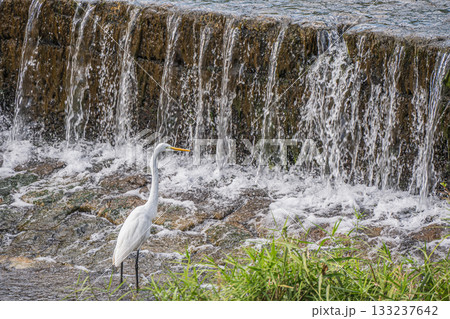 堰の下で獲物を狙うシラサギ（ダイサギ）　京都市鴨川 133237642
