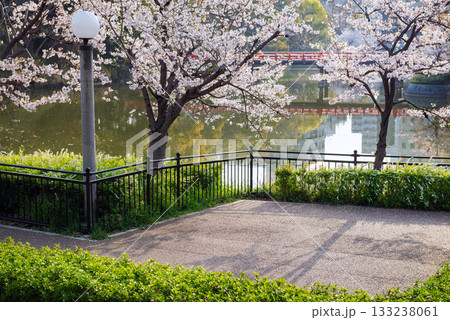 春の天王寺公園 133238061