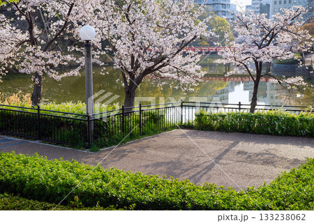 春の天王寺公園 春の天王寺公園 133238062