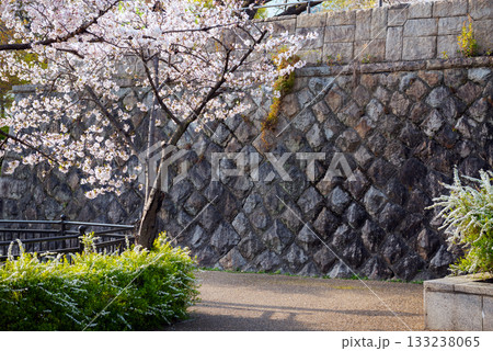 春の天王寺公園 133238065