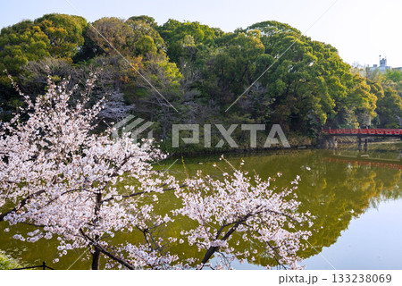 春の天王寺公園 133238069