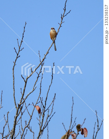 百舌が枯れ木で～ 133238317