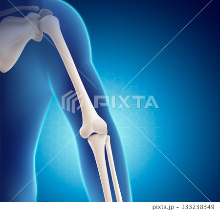 Anatomical 3D vector illustration of the human elbow joint, showing the humerus, radius, and ulna bones. Perfect for medical, educational, and healthcare content. 133238349