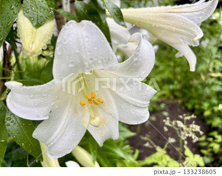 雨上がりの庭に咲く白いユリの花 133238605