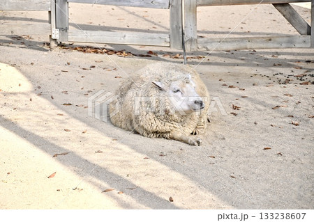 動物園で寝転がって休んでいる羊 133238607