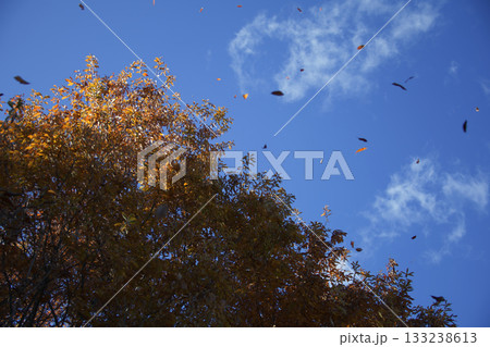 紅葉した木々と青空 133238613