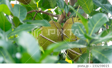 Bright green jackfruit hidden and hanging from a branch in the middle of the tree. fruit has a sweet taste when ripe and the seeds can be boiled for cooking. Densely covered with green leaves. 133239015