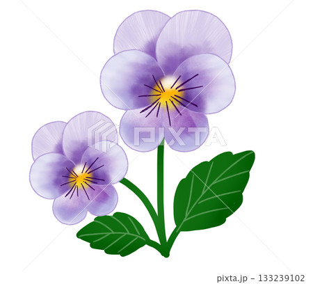 薄紫色のかわいらしいビオラの花 薄紫色のかわいらしいビオラの花 133239102