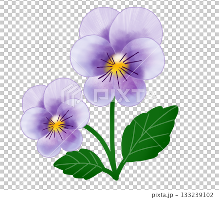 薄紫色のかわいらしいビオラの花 薄紫色のかわいらしいビオラの花 133239102