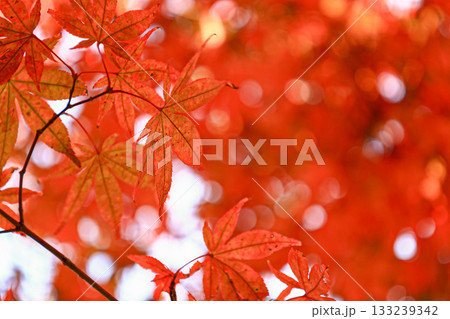 モミジ モミジ 133239342