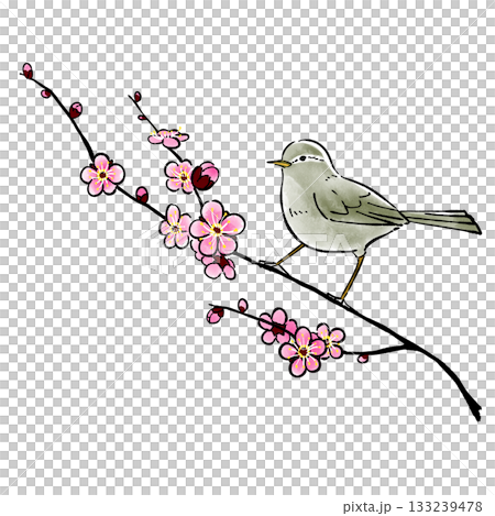 梅花與日本柳鶯_春_初春 133239478