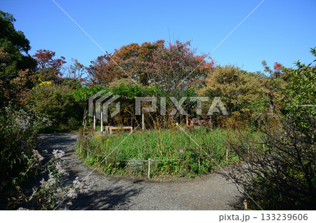向島百花園、秋の風景 133239606