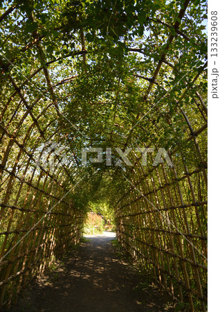 萩のトンネル、向島百花園にて 133239608