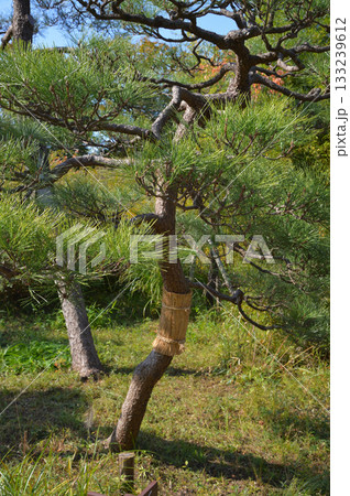 こも巻き、向島百花園にて 133239612