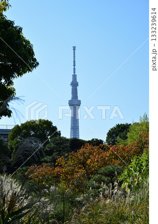 向島百花園、秋の風景 133239614