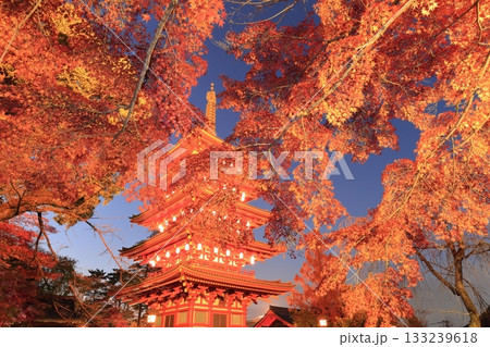 日野市高幡不動尊 五重塔と紅葉 ライトアップ 日野市高幡不動尊 五重塔と紅葉 ライトアップ 133239618
