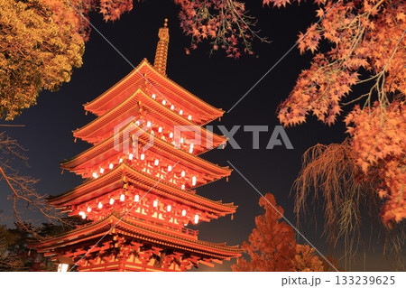 日野市高幡不動尊 五重塔と紅葉 ライトアップ 日野市高幡不動尊 五重塔と紅葉 ライトアップ 133239625