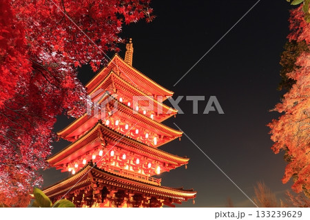 日野市高幡不動尊　五重塔と紅葉　ライトアップ 133239629