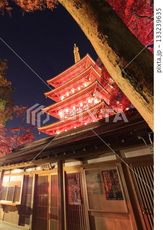 日野市高幡不動尊 五重塔と紅葉 ライトアップ 日野市高幡不動尊 五重塔と紅葉 ライトアップ 133239635