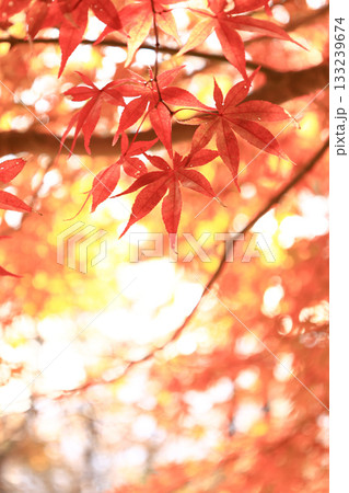 モミジ 133239674