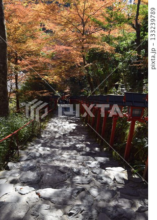 2025年11月16日 貴船神社16日 133239789