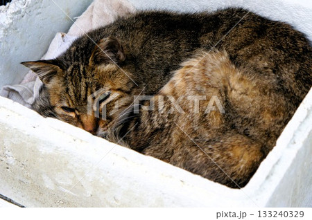 発泡スチロールの中で丸くなる猫 133240329