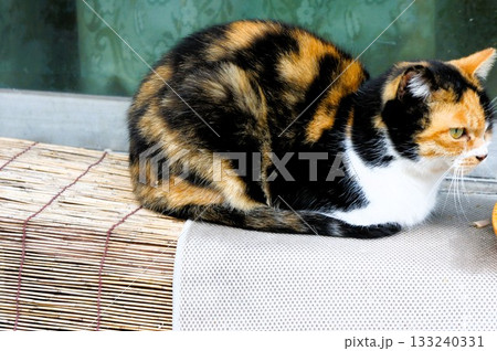 窓の前に座っている猫 133240331