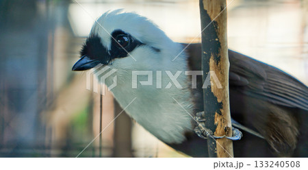 beautiful photo of a poksay bird perched on a branch 133240508