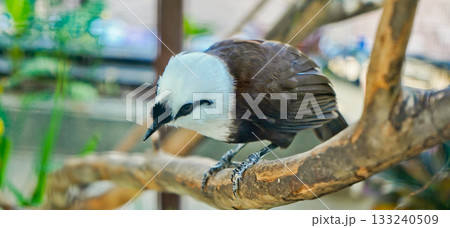 beautiful photo of a poksay bird perched on a branch 133240509